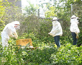 Sch&uuml;lerinnen und Sch&uuml;ler der Bienen-AG stellen die neuen Bienenst&ouml;cke im Schulgarten des EMG auf 