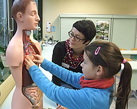 Wo ist welches Organ?: EMG-Biologielehrerin Ariane Paetz l�dt die Viertkl�ssler zur aktiven Suche ein